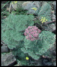 Lomatium columbianum