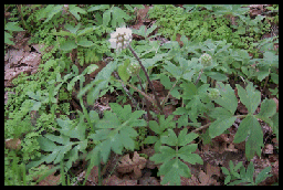 Hydrophyllum capitatum v. thompsonii