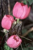 Podophyllum hexandrum - dark pink